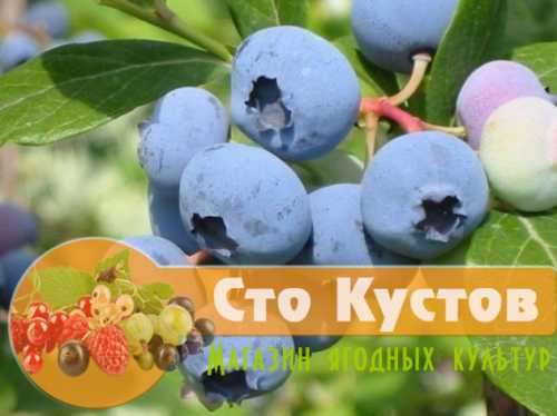 Мицелий грибов на древесной основе