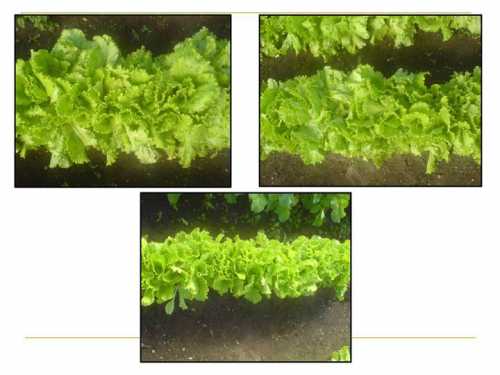 Азотные удобрения