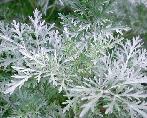 Далее кратность приема уменьшают таким образом, чтобы расчетное время лечения составляло в сумме дней