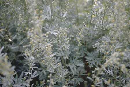 Полезные свойства полыни, противопоказания,