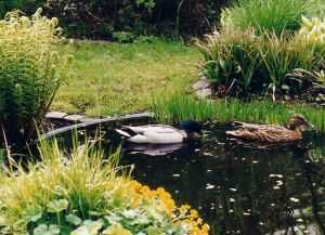 Искусственный водоем в вашем саду