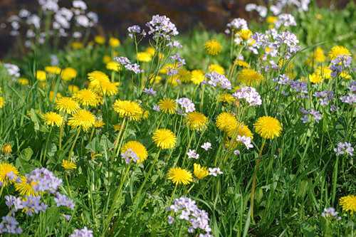 Затем остывший отвар процедить