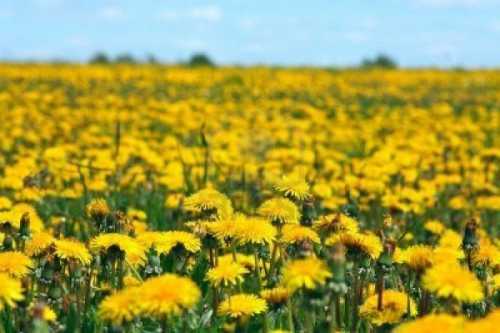 Цветы одуванчика: лечебные свойства, возможный