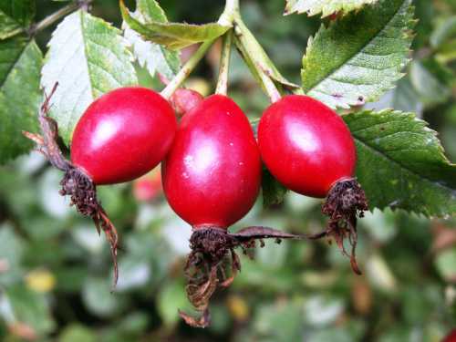 Соотношение ягод и воды такое же