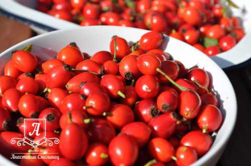 Настой употребляют свежим, хранить его больше суток не рекомендуется