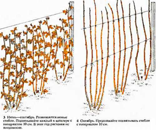 Если у вас кусты, то кустов