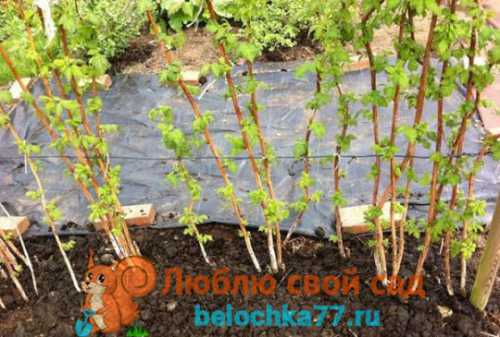 Такое прореживание позволяет каждому растению получить максимум света и не захиреть