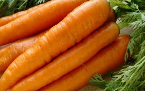 Новые сорта ремонтантной малины