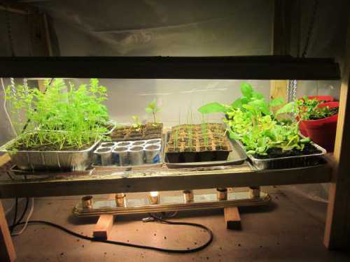 Фитолампы для рассады