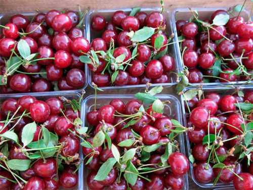 Польза черешни для организма человека и при похудении