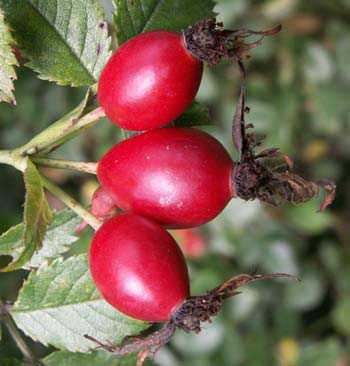 Обязательно соблюдать диету и пить насыщенный настой шиповника через соломинку засыпать в термос две столовые ложки сухих или свежих ягод, залить л кипятка и настоять ночь