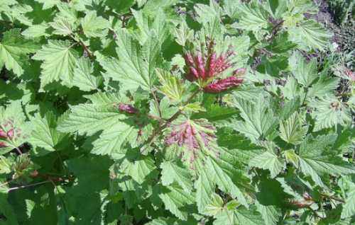 Болезни чёрной смородины, лечение: как бороться с