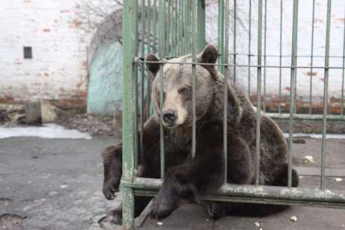 Бурая медведица Маша