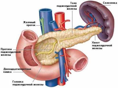 Она заключается в выработке целого комплекса пищеварительных ферментов, которые по выводному протоку вирсунгов проток попадают в полость двенадцатиперстной кишки