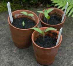 Как вырастить виноград из косточки в домашних условиях