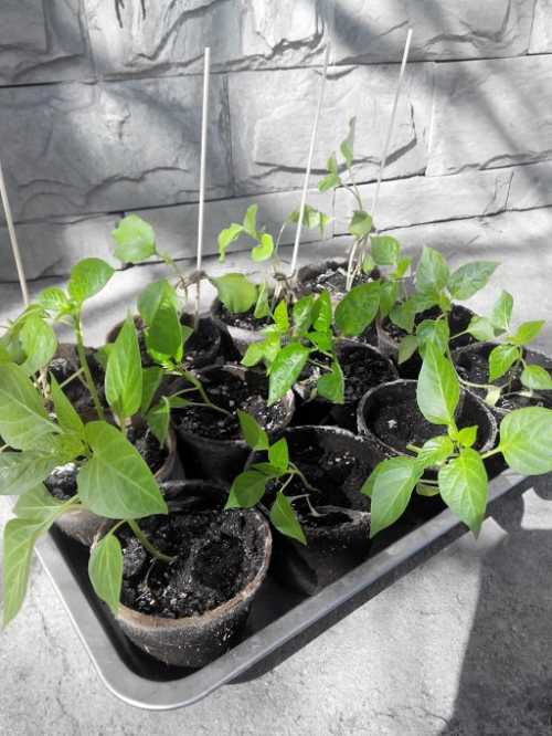 Когда сеять перцы на рассаду: правильная посадка