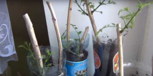 Посадка камписа: выращивание, технология посадки,