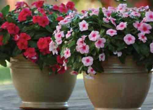 В уходе туберозы имеют сходство с фрезиями и гладиолусами