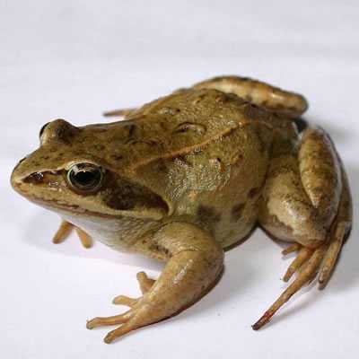 К чему снится лягушка женщине: толкование снов