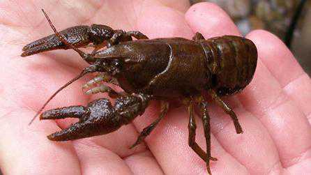 Увидеть во сне, как комар запутался в паутине, знак того, что вы недооцениваете силы своих врагов