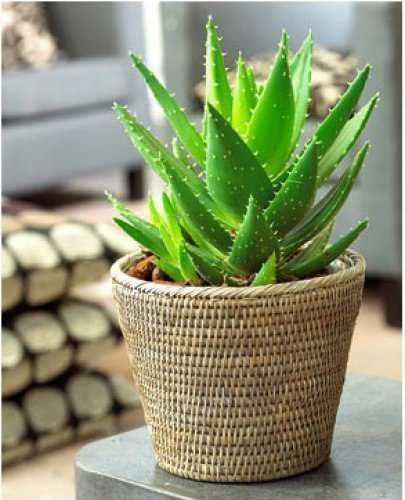 9 КОМНАТНЫХ РАСТЕНИЙ, КОТОРЫЕ ПОДХОДЯТ ДЛЯ СПАЛЬНИ