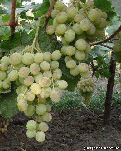 Особенности сорта винограда Талисман: