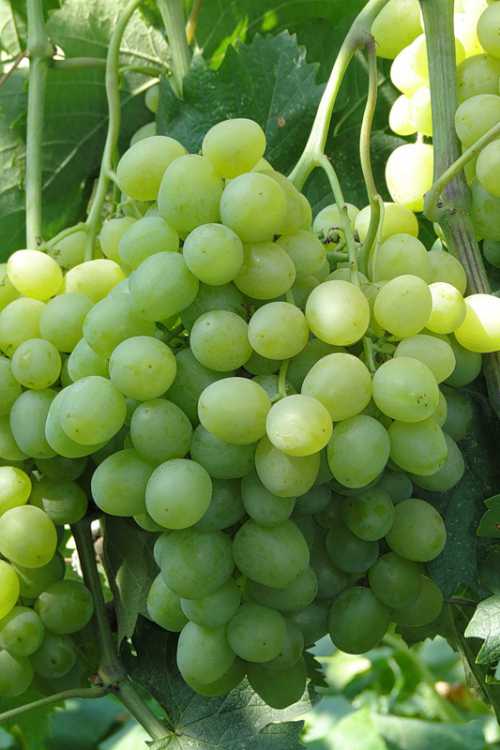 Алиса, несмотря на свои отличные характеристики, не является распространённым сортом