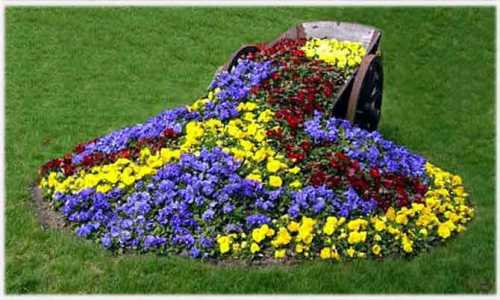 Она легко становится главной летней звездой любой композиции со своими ярко окрашенными, покрытыми кругами желтокрасно коричневого окраса корзинками и скромными ланцетными листьями