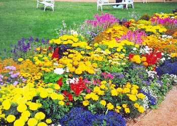 Выбор растений для цветников как выбрать садовые цветы