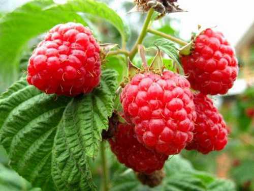 Более трудоёмкий способ сушения листьев для фиточая ферментация