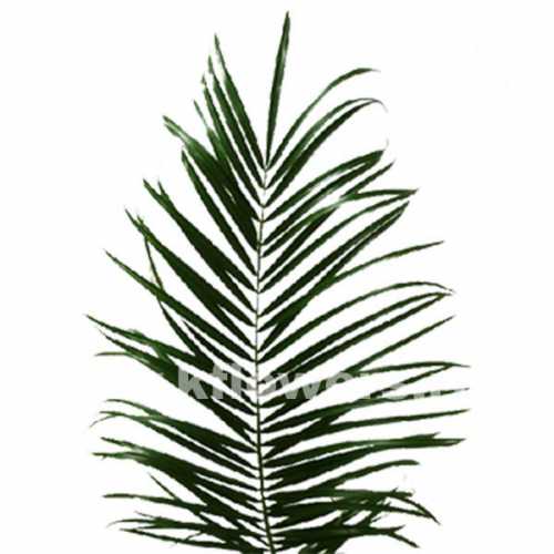 Декоративные листья