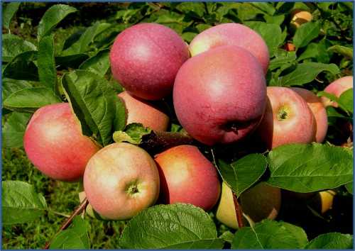 Правильный уход