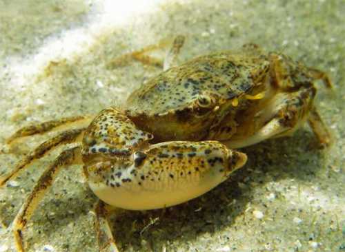 Аквариумные крабы в домашних условиях