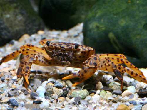 Как вырастить щукумонстра в аквариуме за месяцев