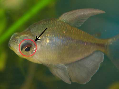 Аквариумные рыбки болезни и лечение