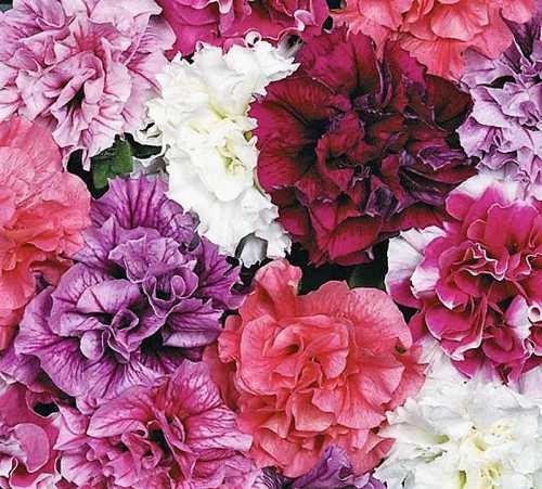 Дерево листопадное, субтропическое