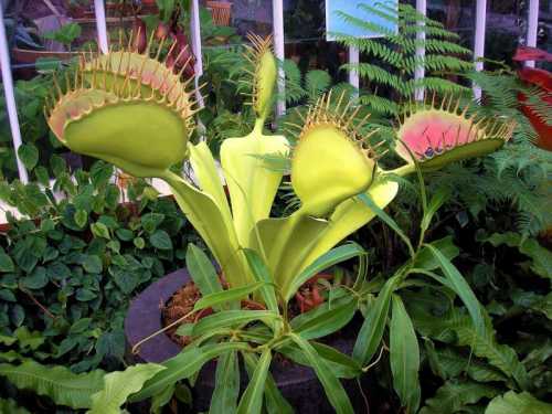 Отлично себя чувствуе