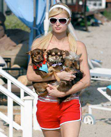 Мода на маленьких собачек: откуда