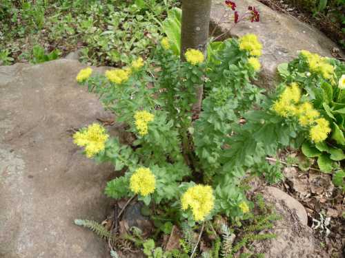 В небольшом объеме в ней определяется гликозид салидрозид, который, по мнению профессора