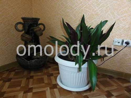 Алоэ вера лечебные свойства и противопоказания, состав