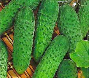 Культура вырастает не более полуметра, плоды среднего диаметра, пригодны в свежем виде