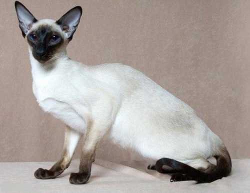 Сиамский кот: особенности характера животного