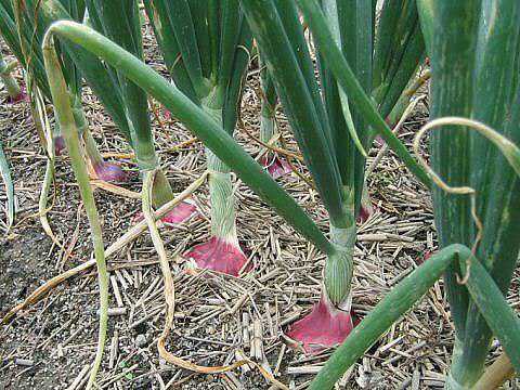 Но и торопиться забрасывать посадочный материал в непрогретую землю также не нужно, это приведёт к выбросу стрелок при развитии перьев