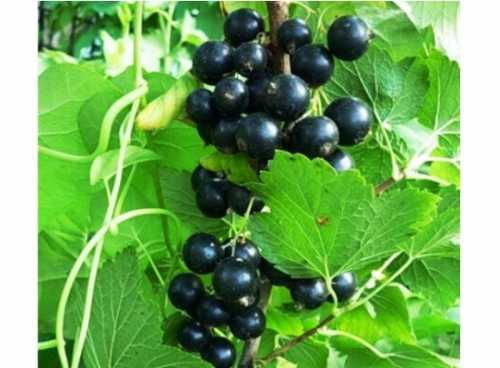 Второй способтреть ведра коровяка или перепревшего сена изпод стога залейте тремя литрами воды и настаивайте дня