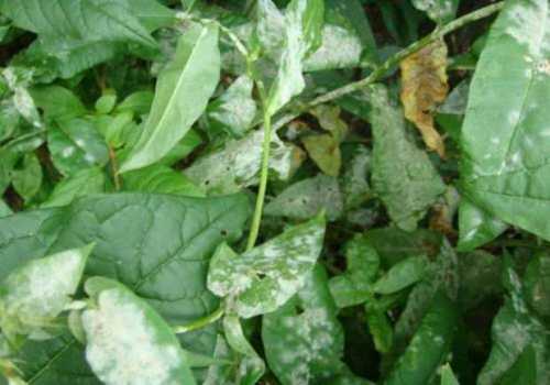 Онито и остаются зимовать на опавших пораженных листьях, ягодах и необрезанных побегах