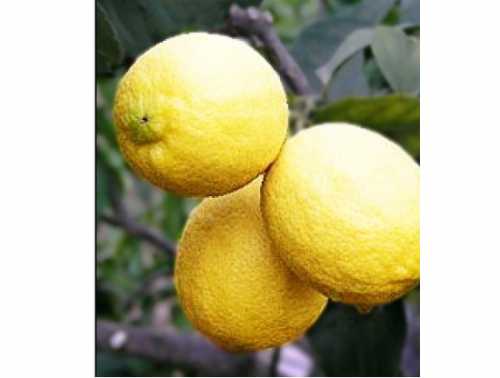 Неприхотливый сеянец быстро растет