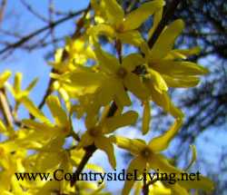 Причем укрывать нужно все виды форзиции