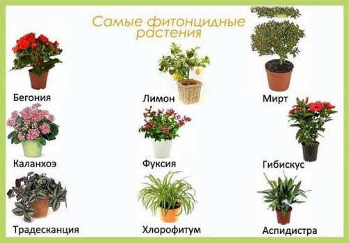 Листья и плоды лимона выделяют вещества, которые убивают опасные бактерии