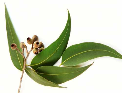 Избавляемся от паразитов в организме, что поможет