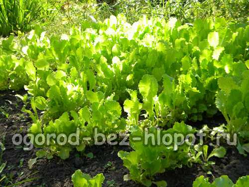 Как вырастить салат, выбираем семена,